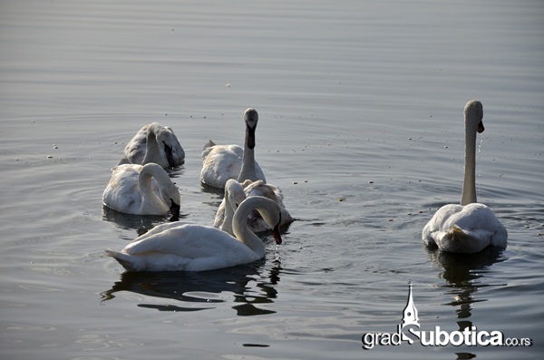 Palic nedelja popodne (4)