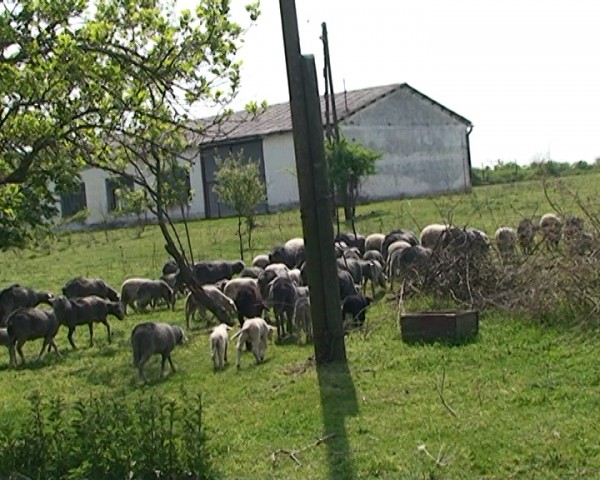 ovce14032014