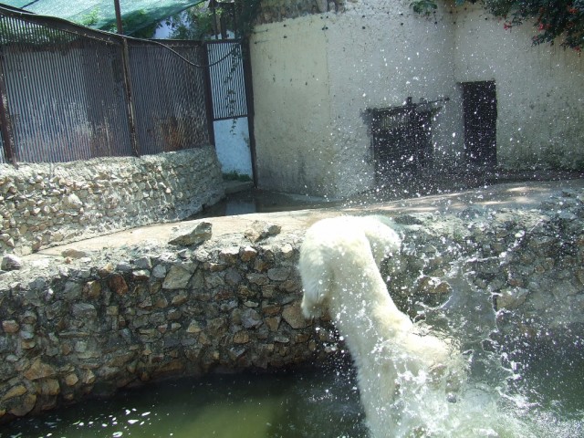 meda