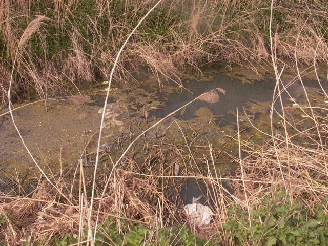 kanal ljutovo tavankut (7)