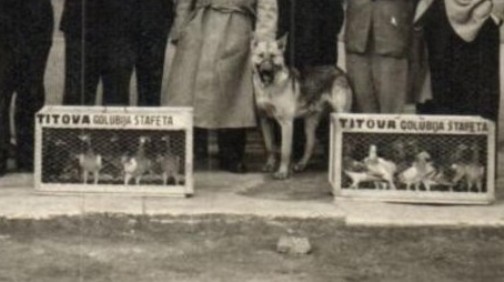 titova golubija stafeta