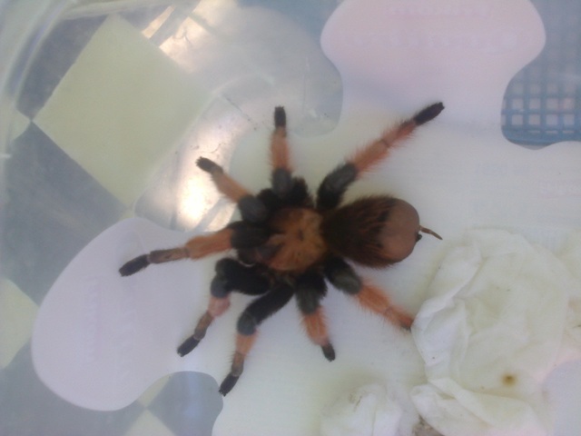 tarantula subotica 1