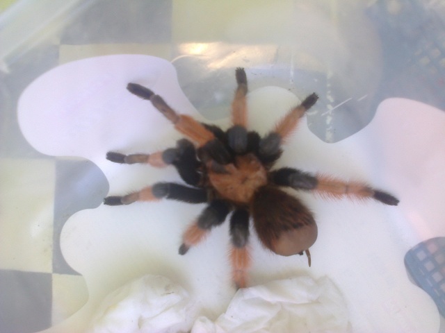 tarantula subotica 2