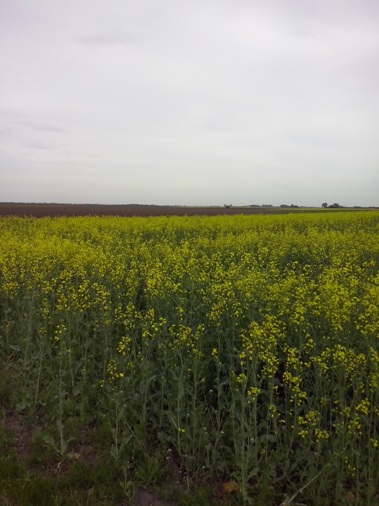 moja ravnica 26. april 2017